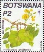 Kigelia africana