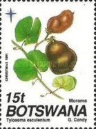Tylosema esculentum