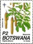 Kigelia africana
