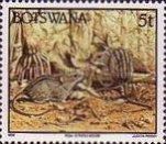 Four-striped Grass Mouse (Rhabdomys pumilio) 