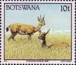Oribi (Ourebia ourebi)