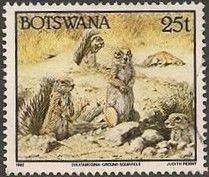 Cape Ground Squirrel (Geosciurus inauris)
