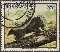 Honey Badger (Mellivora capensis)