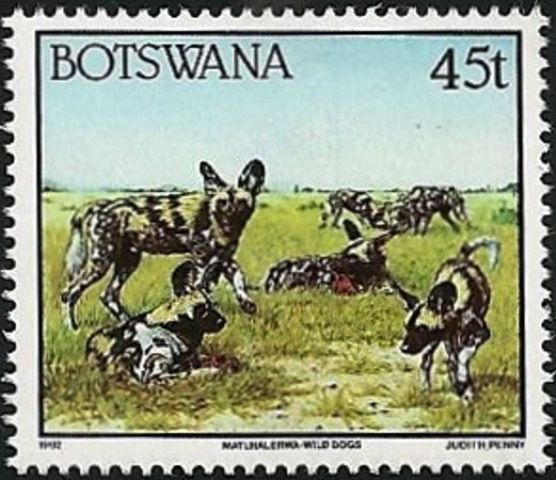 African Wild Dog (Lycaon pictus)