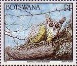 Lesser Bushbaby (Galago moholi)