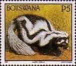 Zorilla (Ictonyx striatus)