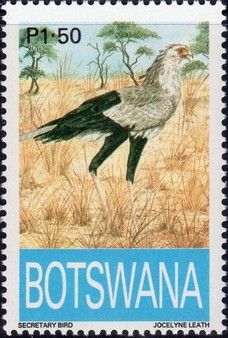Black-breasted Snake-Eagle (Circaetus pectoralis)