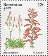 Aloe zebrina
