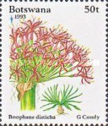 Boophane disticha