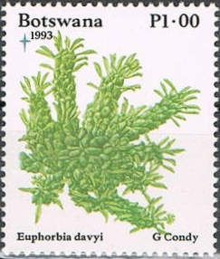 Euphorbia Davyi