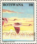 Lesser Flamingos (Phoeniconaias minor), Sua Pan