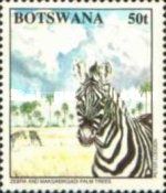Zebra (Equus sp.), Makgadikgadi Trees