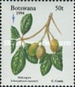 Schinziphyton rautaneii