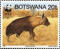 Brown Hyaena (Hyaena brunnea)
