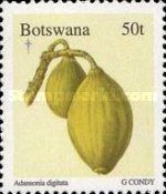 Baobab Tree (Adansonia digitata) - Fruit