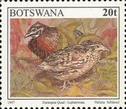 Harlequin Quail (Coturnix delegorguei)