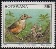 Kurrichane Thrush (Turdus libonyana)