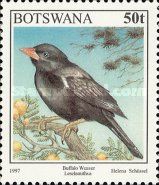 Red-billed Buffalo Weaver (Bubalornis niger) 