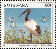 Sacred Ibis (Threskiornis aethiopicus)