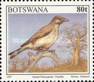 Greater Honeyguide (Indicator indicator)