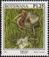 Purple Heron (Ardea purpurea)