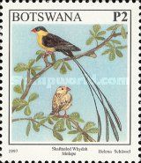 Shaft-tailed Whydah (Vidua regia)