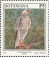 Ovambo Sparrowhawk (Accipiter ovampensis)