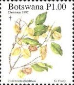 Combretum apiculatum