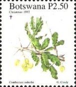 Combretum imberbe