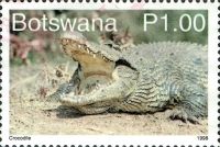 Nile crocodile (Crocodylus niloticus)