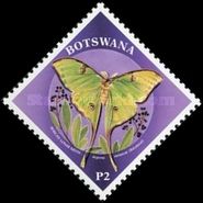 African Moon Moth (Argema mimosae)
