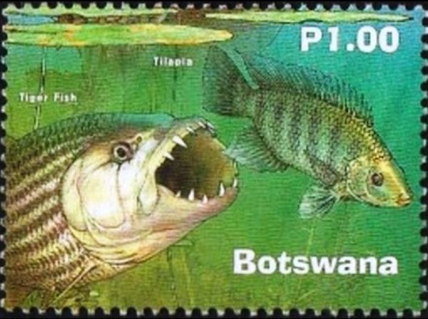 Tiger Fish and Tilapia
