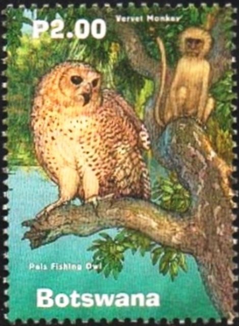 Vervet monkey (Chlorocebus pygerythrus), Pel's fishing owl (