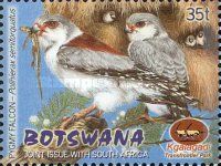 Pygmy Falcon (Polihierax semitorquatus)