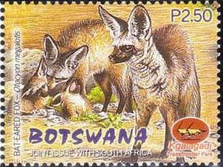 Bat-eared Fox (Otocyon megalotis)