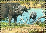 Buffalo (Syncerus caffer)