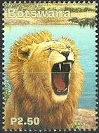 Lion (Panthera leo)