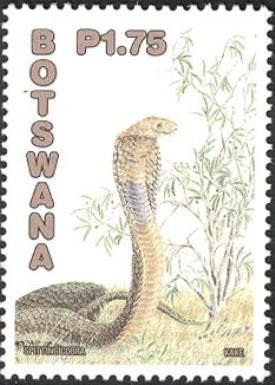 Mozambique Spitting Cobra (Naja mossambica)