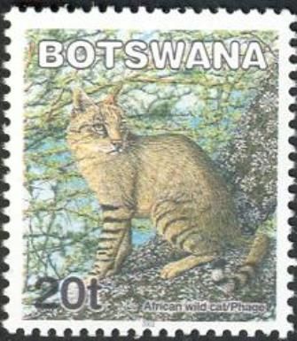 African Wildcat (Felis silvestris lybica)