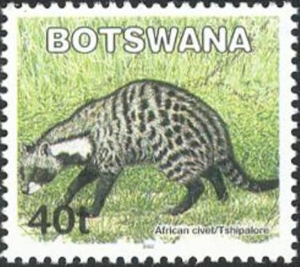 African Civet (Civettictis civetta)