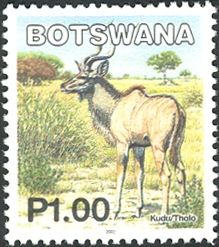 Greater Kudu (Tragelaphus strepsicerus)