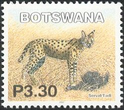 Serval (Leptailurus serval)