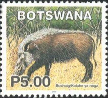 Red River Hog (Potamochoerus porcus)