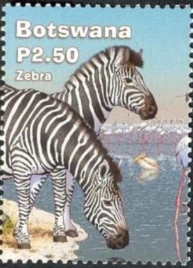 Burchell's Zebra (Equus burchelli)
