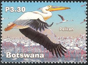 Great White Pelican (Pelecanus onocrotalus)