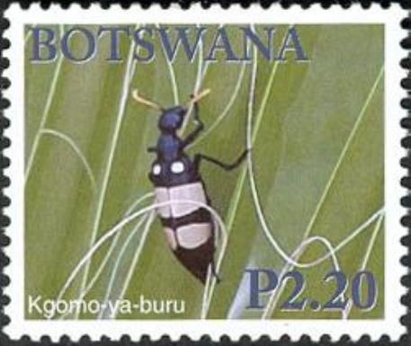 Blister Beetle (Mylabris polymorpha)