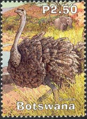 Common Ostrich (Struthio camelus)