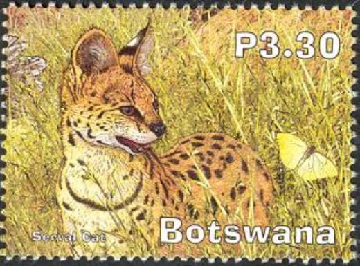 Serval (Leptailurus serval)