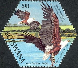 African Fish Eagle (Haliaeetus vocifer)