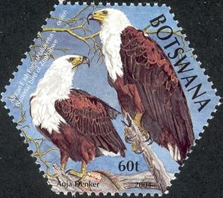 African Fish Eagle (Haliaeetus vocifer)